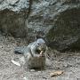 CA - Snacktid for Yosemite'egern